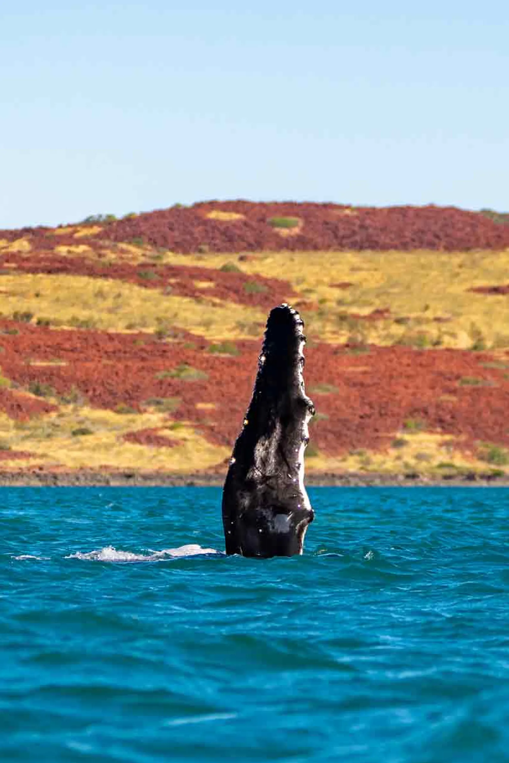 CLEARWATER TOURS